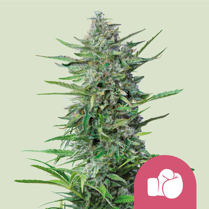 Royal Queen Seeds Purple Punch (Royal Queen Seeds)