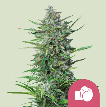 Royal Queen Seeds Purple Punch (Royal Queen Seeds)