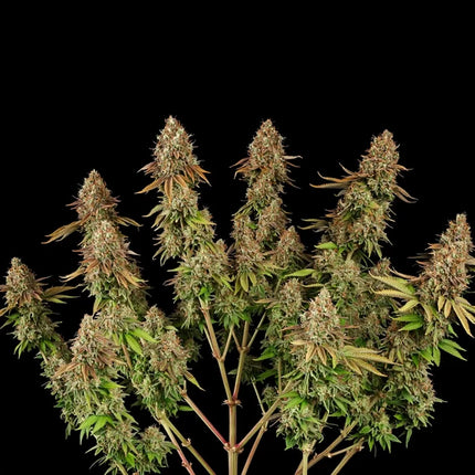 Royal Queen Seeds Purple Punch (Royal Queen Seeds)
