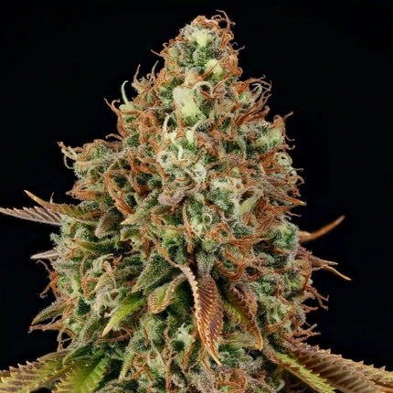 Royal Queen Seeds Purple Punch (Royal Queen Seeds)