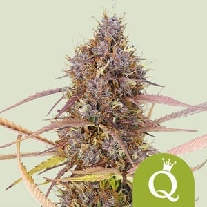 Royal Queen Seeds Purple Queen Auto (Royal Queen Seeds)