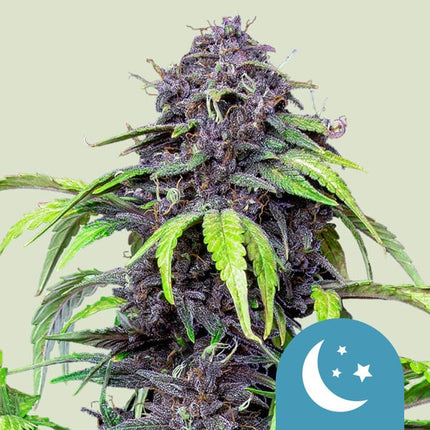 Royal Queen Seeds Purplematic CBD (Royal Queen Seeds)