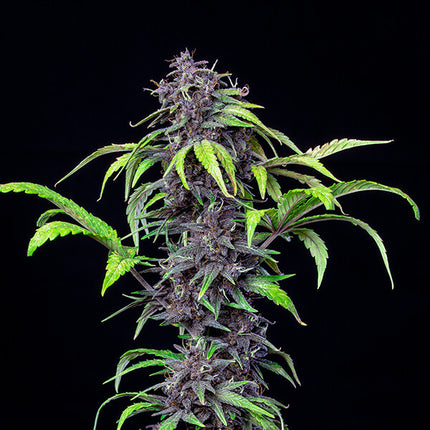 Royal Queen Seeds Purplematic CBD (Royal Queen Seeds)