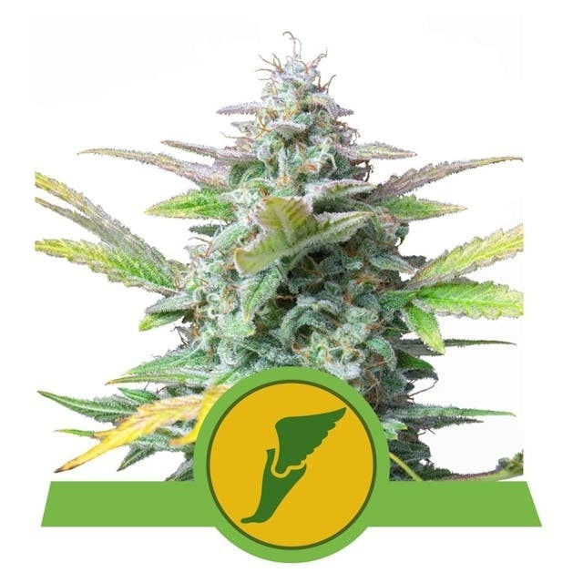 Royal Queen Seeds Quick One (Royal Queen Seeds)