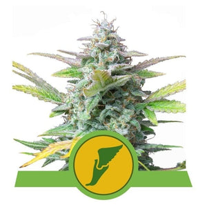 Royal Queen Seeds Quick One