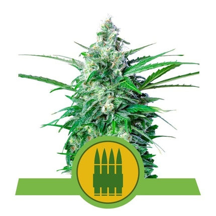 Royal Queen Seeds Royal AK Auto