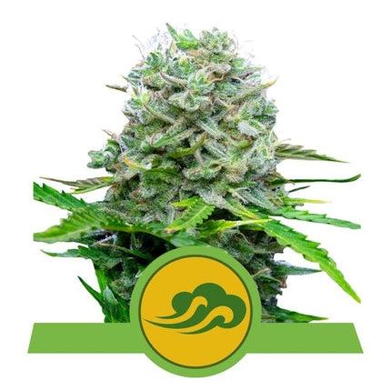 Royal Queen Seeds Royal Bluematic (Royal Queen Seeds)
