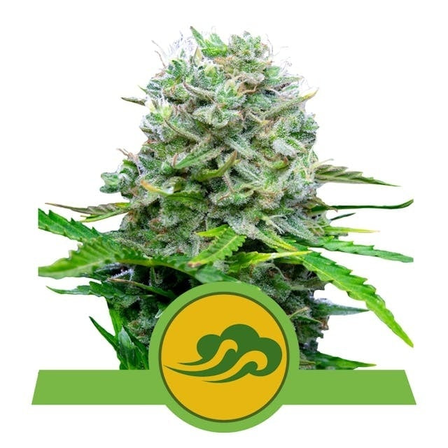 Royal Queen Seeds Royal Bluematic (Royal Queen Seeds)