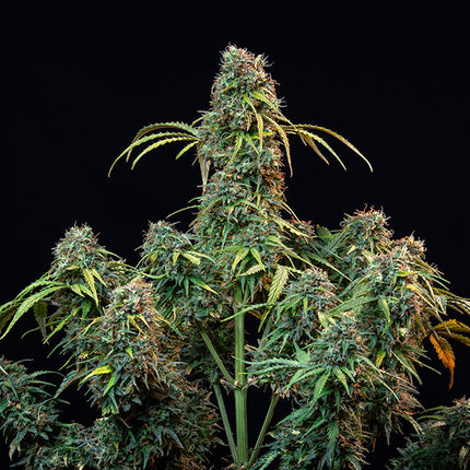Royal Queen Seeds Royal CBDV Auto (Royal Queen Seeds)