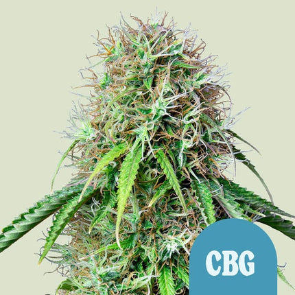 Royal Queen Seeds Royal CBG Auto (Royal Queen Seeds)