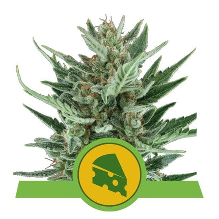 Royal Queen Seeds Royal Cheese Auto (Royal Queen Seeds)