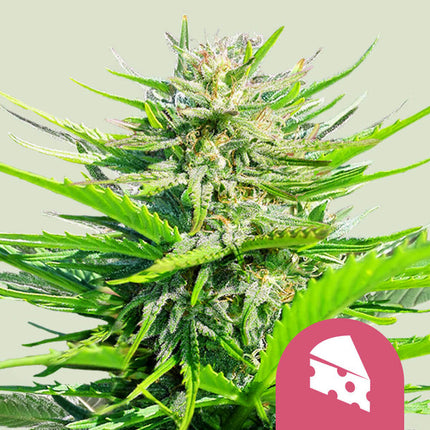 Royal Queen Seeds Royal Cheese (Royal Queen Seeds)