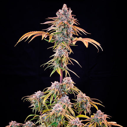 Royal Queen Seeds Royal Cheese (Royal Queen Seeds)