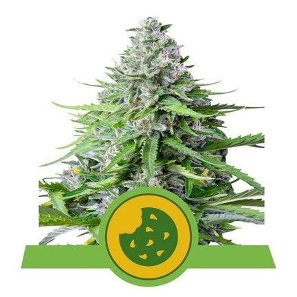 Royal Queen Seeds Royal Cookies Auto (Royal Queen Seeds)