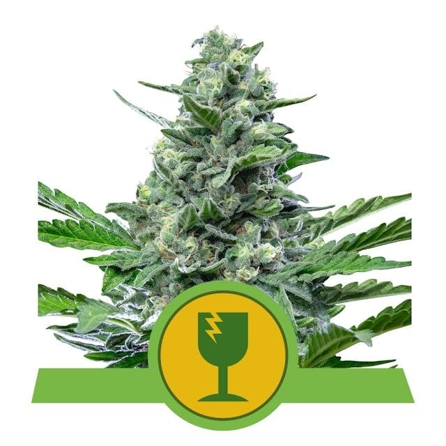 Royal Queen Seeds Royal Critical Auto (Royal Queen Seeds)