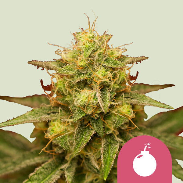 Royal Queen Seeds Royal Domina (Royal Queen Seeds)