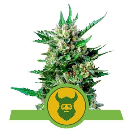 Royal Queen Seeds Royal Dwarf Auto (Royal Queen Seeds)