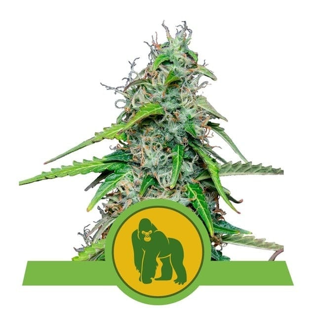 Royal Queen Seeds Royal Gorilla Auto (Royal Queen Seeds)