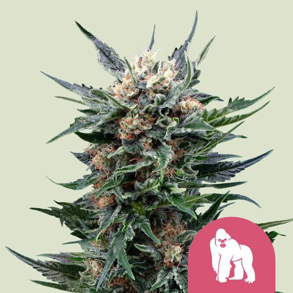 Royal Queen Seeds Royal Gorilla (Royal Queen Seeds)