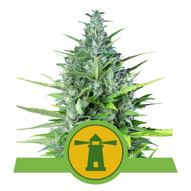 Royal Queen Seeds Royal Haze Auto (Royal Queen Seeds)