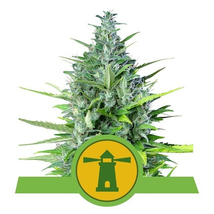 Royal Queen Seeds Royal Haze Auto (Royal Queen Seeds)