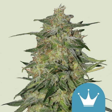Royal Queen Seeds Royal Highness (Royal Queen Seeds)