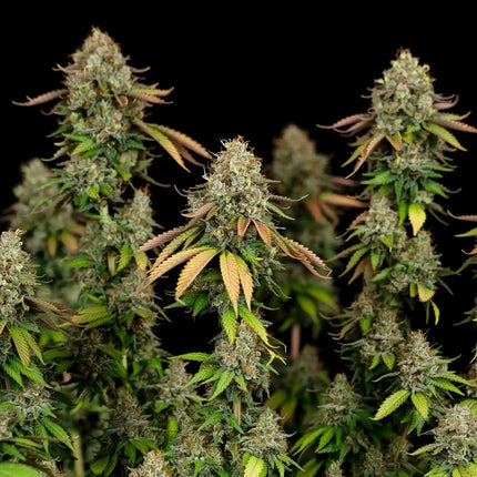 Royal Queen Seeds Royal Highness (Royal Queen Seeds)