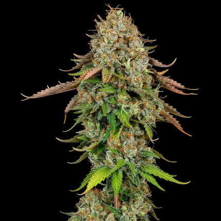 Royal Queen Seeds Royal Highness (Royal Queen Seeds)