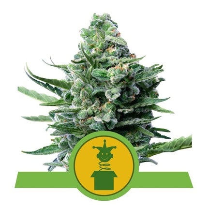 Royal Queen Seeds Royal Jack Auto (Royal Queen Seeds)