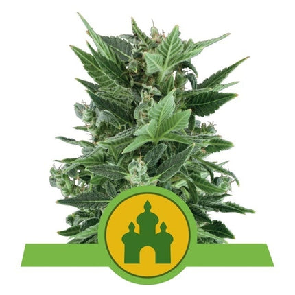 Royal Queen Seeds Royal Kush Auto (Royal Queen Seeds)