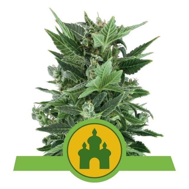 Royal Queen Seeds Royal Kush Auto