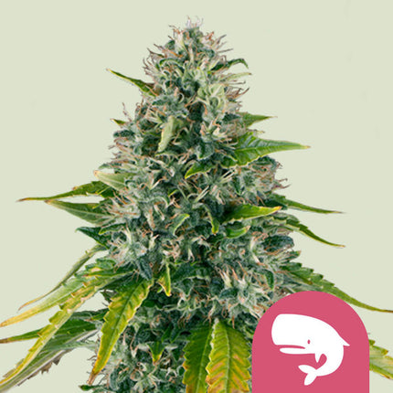 Royal Queen Seeds Royal Moby (Royal Queen Seeds)