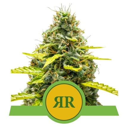 Royal Queen Seeds Royal Runtz Auto (Royal Queen Seeds)
