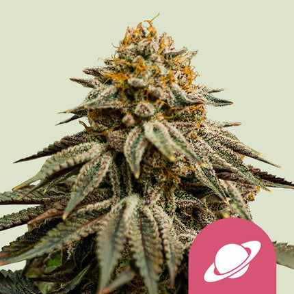 Royal Queen Seeds Royal Skywalker (Royal Queen Seeds)