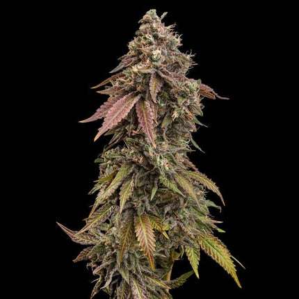 Royal Queen Seeds Royal Skywalker (Royal Queen Seeds)