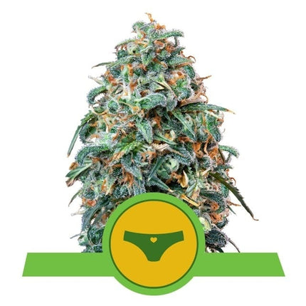 Royal Queen Seeds Sherbet Queen Auto (Royal Queen Seeds)