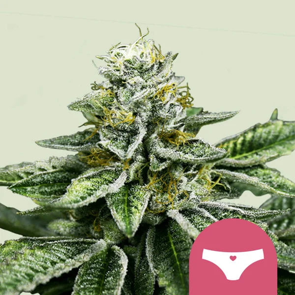 Royal Queen Seeds Sherbet Queen (Royal Queen Seeds)