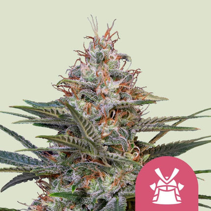 Royal Queen Seeds Shogun (Royal Queen Seeds)
