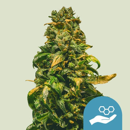 Royal Queen Seeds Solomatic (Royal Queen Seeds)