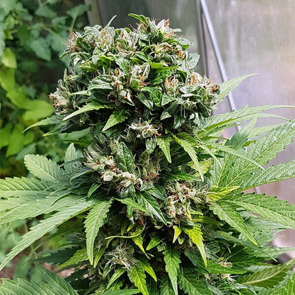 Royal Queen Seeds Solomatic (Royal Queen Seeds)