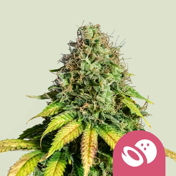 Royal Queen Seeds Somango XL (Royal Queen Seeds)