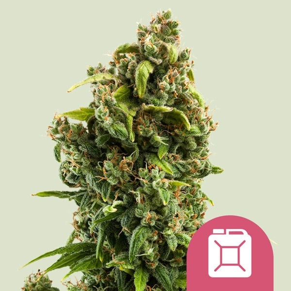 Royal Queen Seeds Sour Diesel