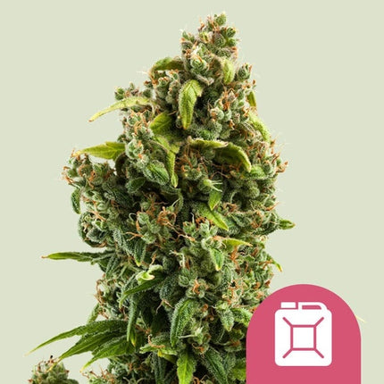 Royal Queen Seeds Sour Diesel