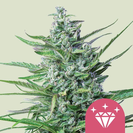 Royal Queen Seeds Special Kush #1 (Royal Queen Seeds)
