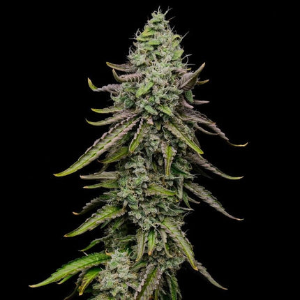 Royal Queen Seeds Special Kush #1 (Royal Queen Seeds)