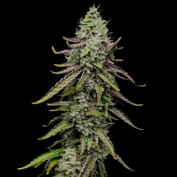 Royal Queen Seeds Special Kush #1 (Royal Queen Seeds)