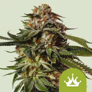 Royal Queen Seeds Special Queen 1 Auto (Royal Queen Seeds)