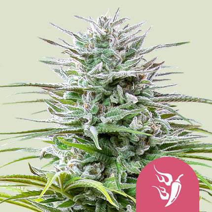 Royal Queen Seeds Speedy Chile (Royal Queen Seeds)