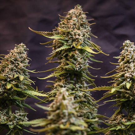 Royal Queen Seeds Speedy Chile (Royal Queen Seeds)