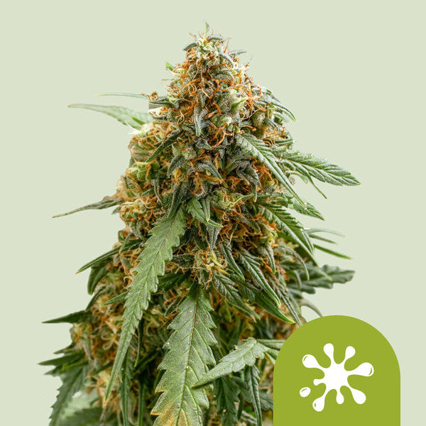 Royal Queen Seeds Sticky Queen Auto (Royal Queen Seeds)